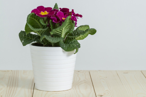 repotting-2 600x500