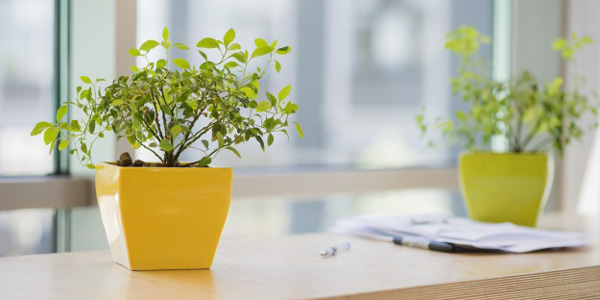 repotting-3 600x500
