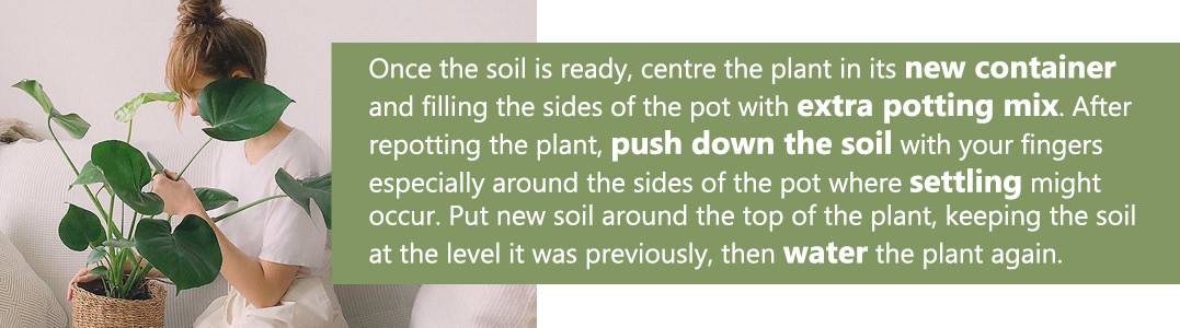 repotting-6