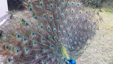 Hendry the peacock porudly shows off his feathers.
