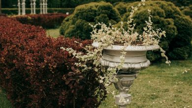 garden