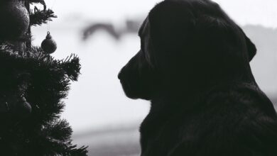 dog-1115700_960_720