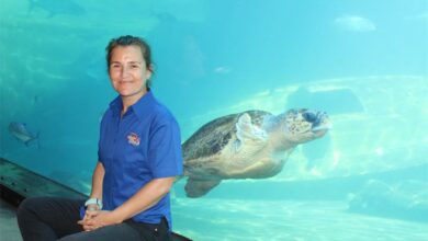 20dhturtle(5)_26305