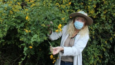 23shinvasive1 (Large)