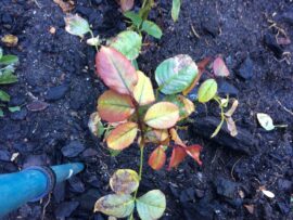 Alice Coetzee -10 -06-2022 - gardening- roses- photo 3