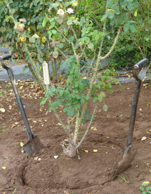 Alice Coetzee -10 -06-2022 - gardening- roses- photo 5