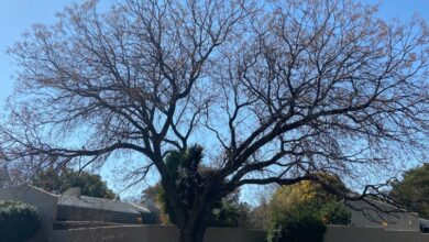 Syringa Tree