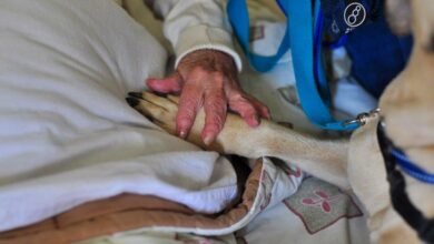 Zingi Paw The Village