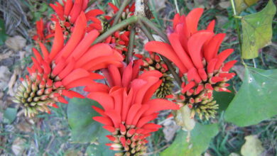Aweh Erythrina lysistemon