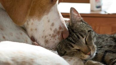 cats-and-dogs-1_26944