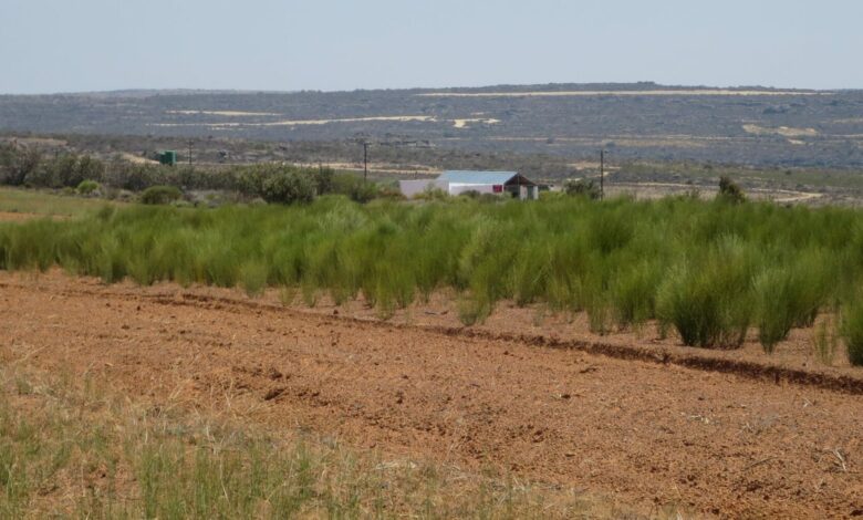 Cultivated rooibos fields. Photo Albert Koopman (cropped)