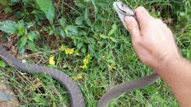 Black Mamba caught in Westville. Photo: Nick Evans- Snake Rescuer