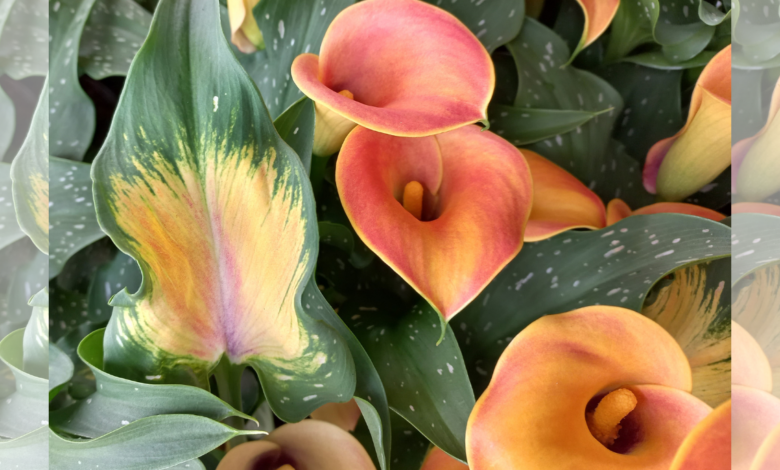 LNN Featured Image_1 (3)