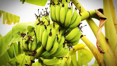 banana-1549155_960_720