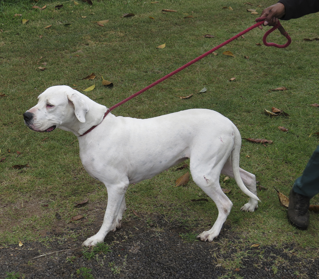 Alaska – an 8-year-old female who has been with AACL for many years.  Alaska’s size is intimidating to most but all she wants is love and cuddles,  and the AACL would love to see her go into a loving family after been with them for so many years.