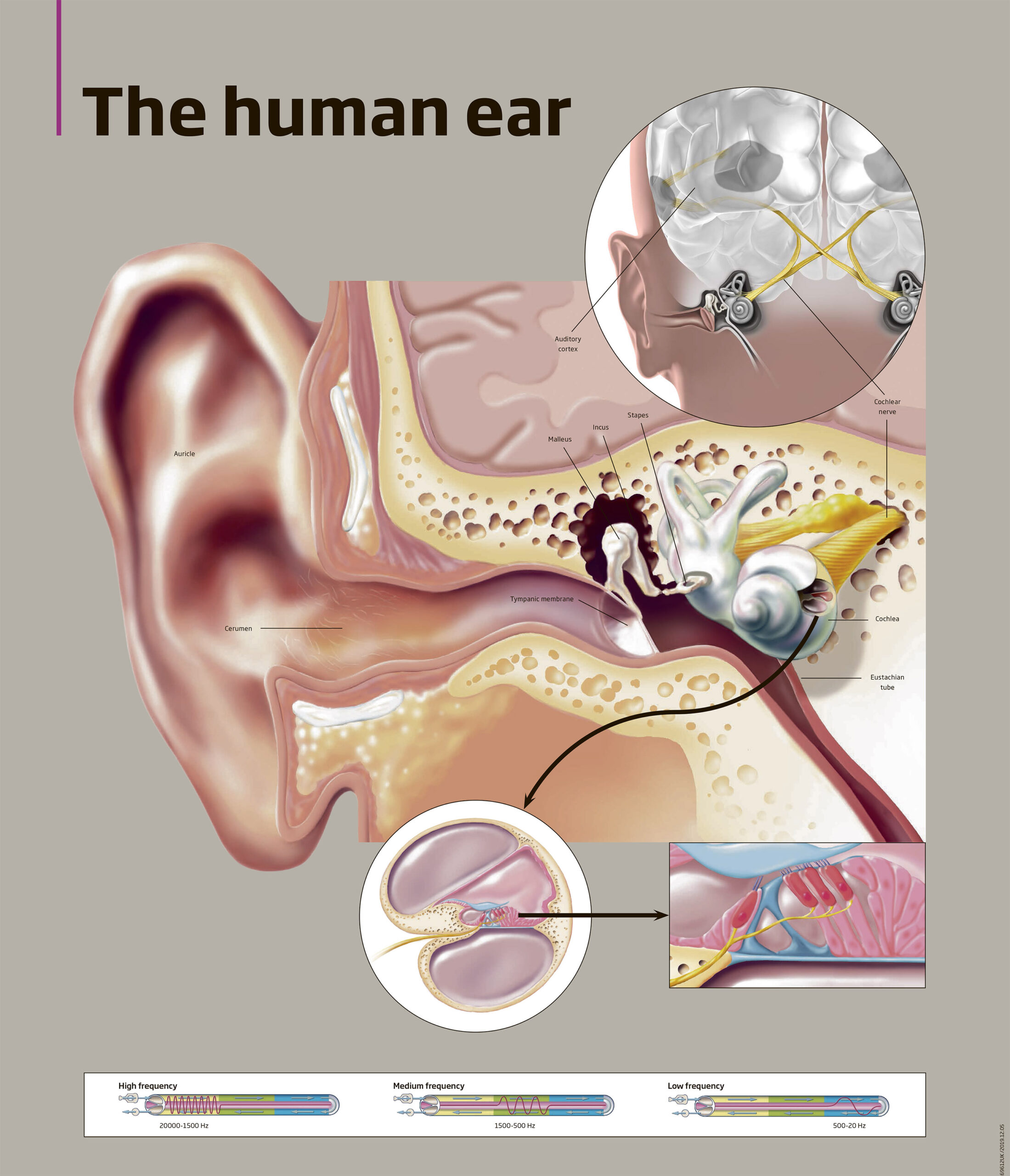 The anatomy of the human ear.