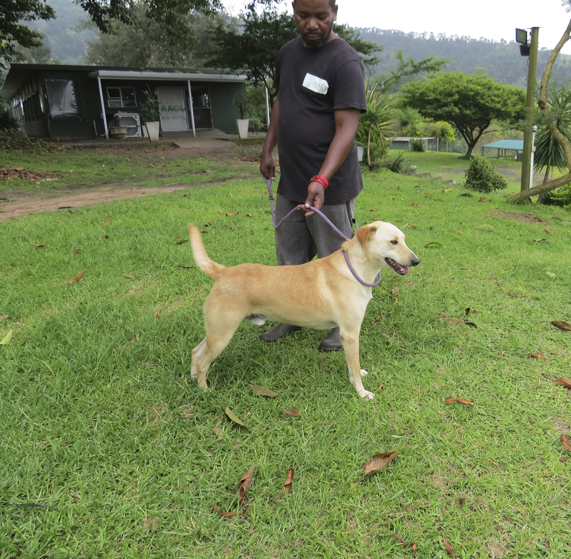 Lucky – A very handsome boy who is close on 3 years. Lucky has also been with the AACL for a while and it’s time he found his forever family.