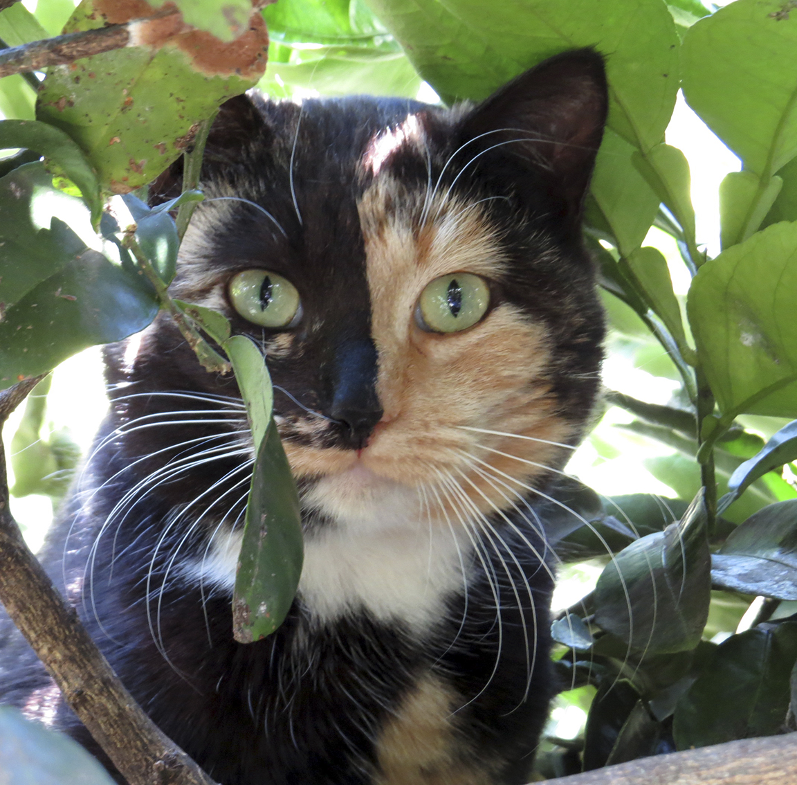 Rosy – Rosy is one of the many cats that live in the AACL’s Cat Haven, and the organisation would love to find a loving home for her. Rosy is a shy girl but has the sweetest loving nature when she gets to know you.