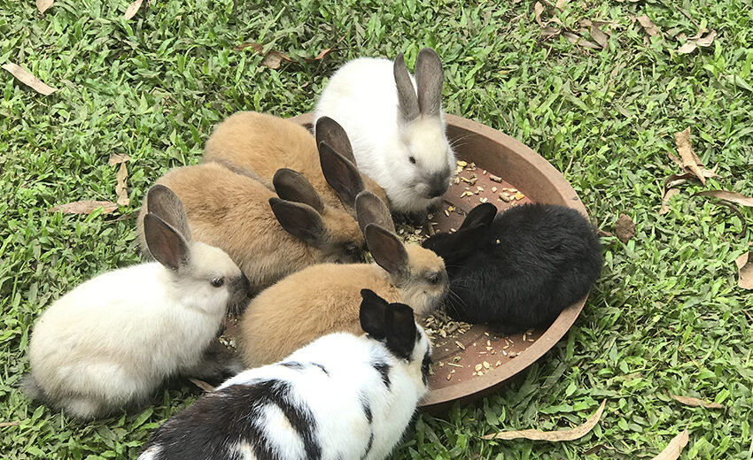 At Edufarm Hillcrest children interact with animals and nature.