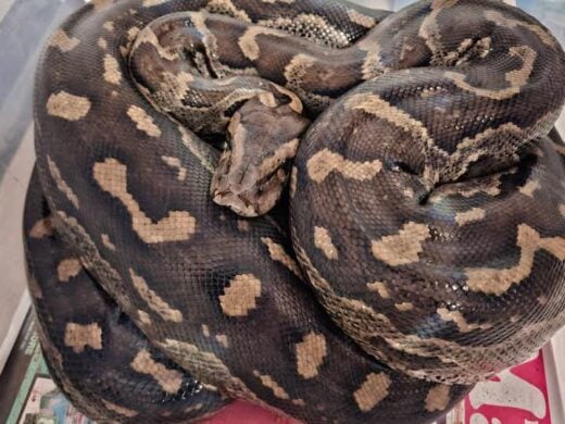 The python lucky to be alive after getting stuck in an electrical fence.