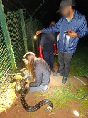 The python rescued at a conservation area. Photo: Nick Evans - Snake rescuer Facebook page