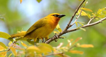 The Spectacled Weaver. Photo: Dave Rimmer - Kingdom Birding Eco Tours