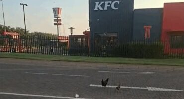 Middelburg KFC chickens