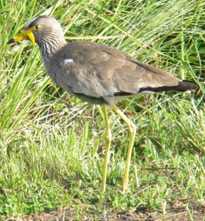 Wattled plover is identified by bright yellow 'wattles' hanging off (not out of!) his nose.