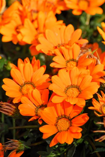 Gazanias offer delicious, long-flowering variety and require minimal care.