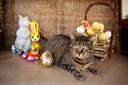 Skabenga, The Oyster Box Hotel's celebrity cat.