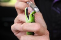 The Green Mamba is half the size and less aggressive than the Black Mamba. Jason Arnold shows off its needle sharp fangs.