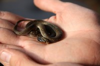 This Red Lipped Herald Snake was caught in Pinetown. These snakes have an average length of 45 cm and have unmistakable red or orange lips.