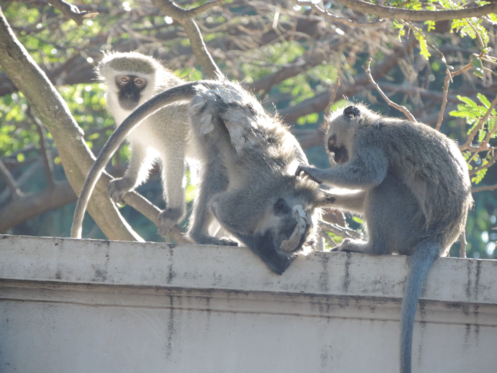 This female Vervet monkey that was allegedly held down and had its body parts and nipples painted white is recovering and healthy. PHOTO: Joan Chalmers