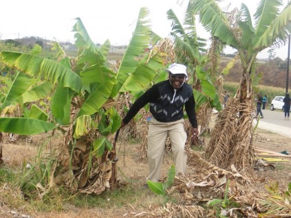 Keith Mbmbo makes sure the tree is chopped as low as possible.