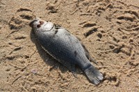 When Northglen News visited the mouth of the river, we found three dead fish.