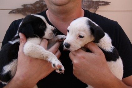 The two puppies are four weeks old. 