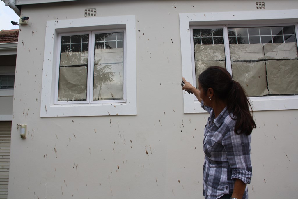 The resident shows off the excrement on the walls of her newly-painted house. Every night fruit bats from a neighbouring tree defecate on her walls.