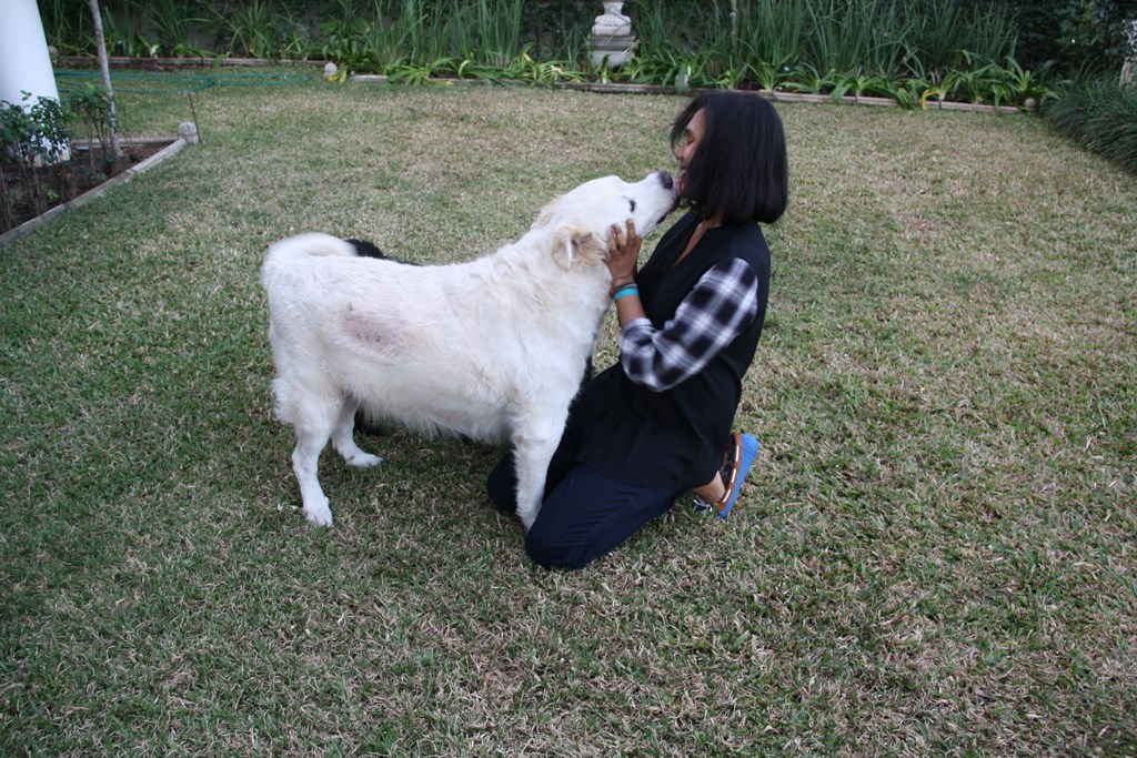 Priya Maharaj (33) was physically and verbally assaulted while walking her dogs, Bell and Hamlet, on Burnham Drive earlier this week.