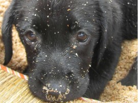 A concerned animal lover has emphasised ensuring that pets are safe this festive season.