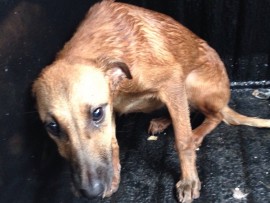 It is believed the emaciated dog was stuck in the drain for several days.