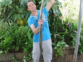 The snake is 2.6 metres long.