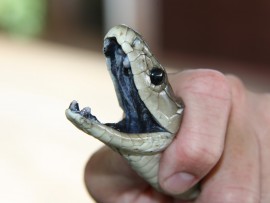 They are named for the coloration of the inside of their mouths, which is a deep, inky black