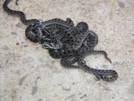 Arnold said there had also been an increase in night adder activity.