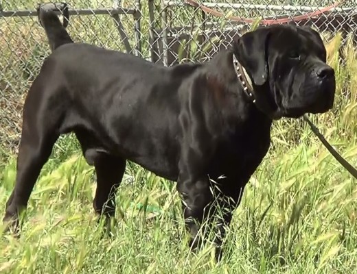 Boerboel