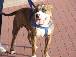 Turbo was one of the biggest hits at the walk.
