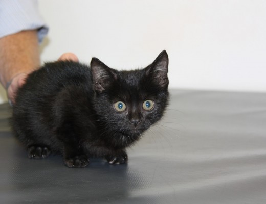 Dobby was hit by two cars on the m7 freeway.