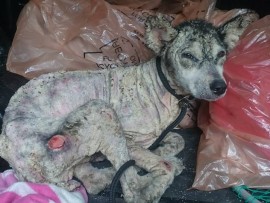 He also had severe pressure sores formed due to the lack of protective fur.