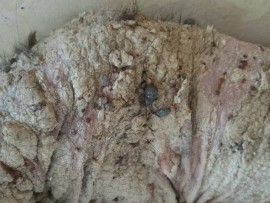 Dino was found covered in ticks, fleas and mange.