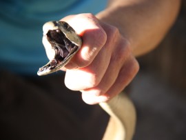 Contrary to what its name would suggest, black mambas are actually brownish in color, ranging from olive to greyish tones, with paler bellies.