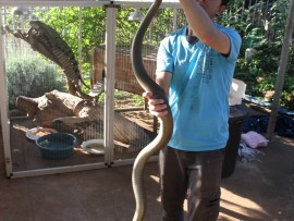 The snake measured more than 2.5 metres in length.